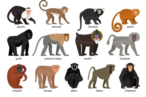 13 Différents Types De Singes Du Monde Entier Nayturr Volta