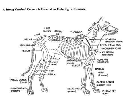 Dog Anatomy Bones Dog Anatomy Bones Human Anatomy Diagram