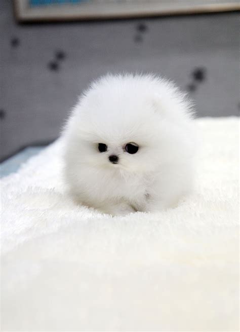 Teacup Puppy Teacup Puppy For Sale White Teacup Pomeranian Addel