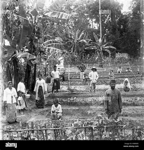 plantation workers farming in java indonesia during dutch colonial period of the dutch east