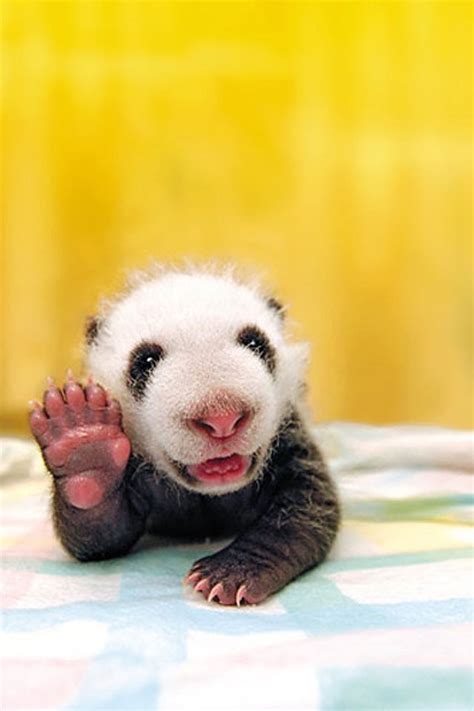 Cute Panda Baby Cuteness Photo 30581485 Fanpop