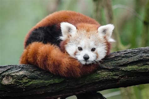 Endangered Species 4 The Red Panda — Steemkr