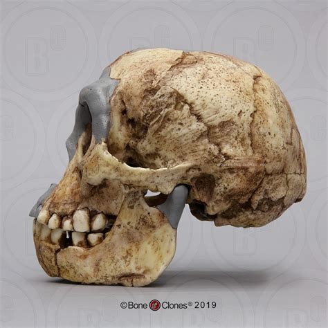 The species name floresiensis recognises the island of flores in indonesia where the remains were found. Homo floresiensis Skull (Flores Skull LB1) - Bone Clones ...