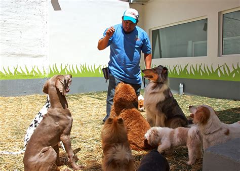 Escuela Y Pensión Para Perros Gran Sur Cdmx Adiestramiento Canino
