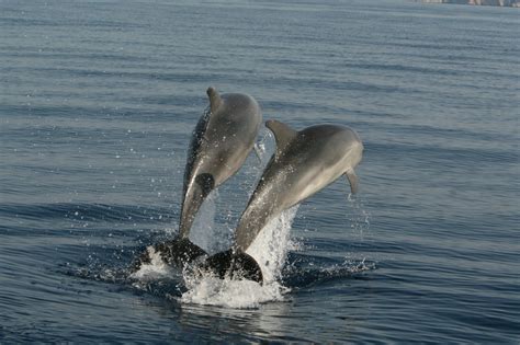 Common Bottlenose Dolphin Blue World Institute