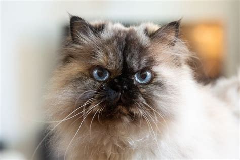 Himalayan Cat Full Profile History And Care