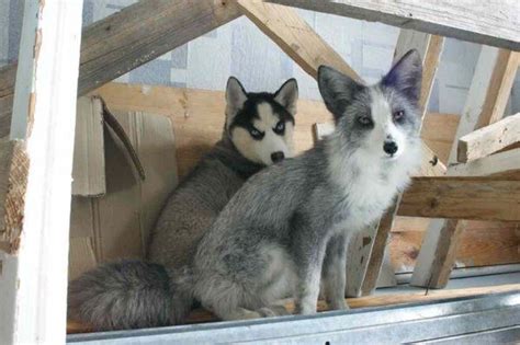 Silver Domesticated Foxes From Russian Domestication Experiment Pet