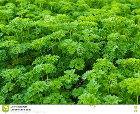 Curly Leaf Parsley Stock Image Image Of Close Nature 78421975