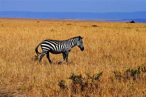 Free Images Field Prairie Adventure Wildlife Herd Grazing