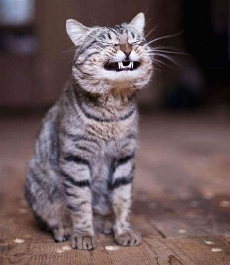 ▶meilleure photo pour votre projet! chat-marrant-chat-rigolo-chat-france-funny-cat-kitty ...