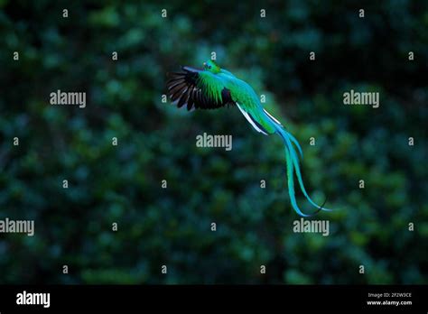 Resplendent Quetzal Flying Pharomachrus Mocinno Savegre In Costa