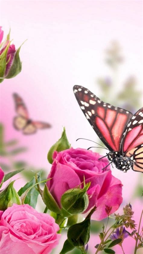Android Wallpaper Pink Butterfly High Resolution 1080x1920 Android