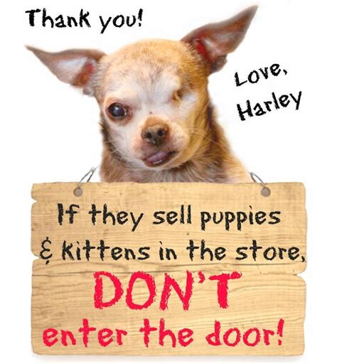 Unlike pets for adoption, puppy mill pets are often sold online or shipped to pet stores, where because puppy mill laws vary from state to state and city to city, it's important to check state and local legislation pet stores that sell dogs from puppy mills don't usually disclose the origins of the dogs. Boycott pet stores that sell kittens and puppies | Kittens ...