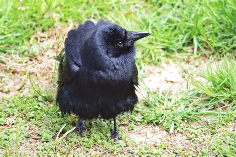 Fluffy Crow Anne Ahearne Flickr