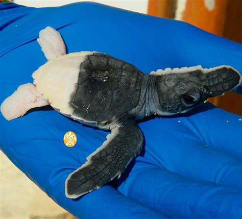 Baby Sea Turtle Named Yin And Yang ~ Born Half Albino Baby