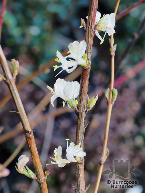 Lonicera X Purpusii Winter Beauty From Burncoose Nurseries Shrubby