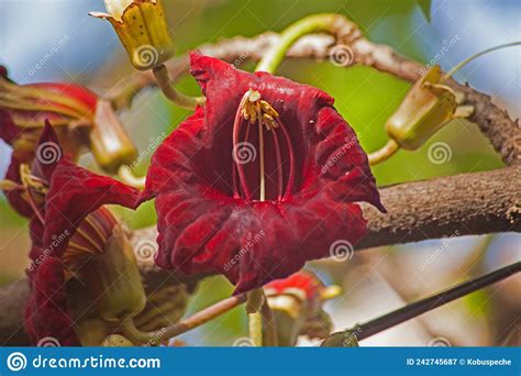 Red Flower Of The Sausage Tree14706 Stock Image Image Of Kigelia