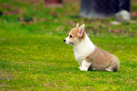 They're strong, eager, and loyal dogs, with compact bodies that. Corgi Puppies Wallpaper (54+ images)