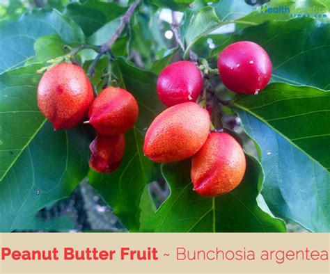 Peanut Butter Fruit Facts And Health Benefits