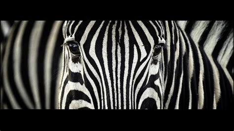 Zebra Full Hd Wallpaper And Background Image 1920x1080 Id349339