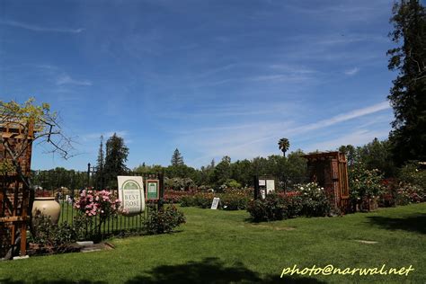 San jose municipal rose garden. San Jose Municipal Rose Garden | San Jose Municipal Rose ...