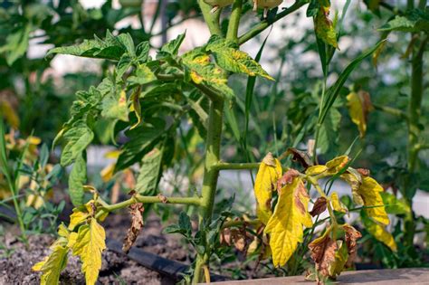 Tomato Leaves Turning Yellow Here S How To Fix It Hgtv