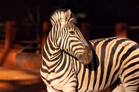 Premium Photo Beautiful Images Of African Zebra In The National Park