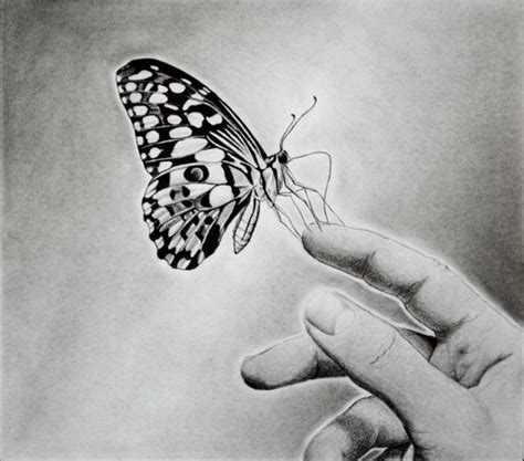 10 Beautiful Butterfly Drawings For Inspiration Hative
