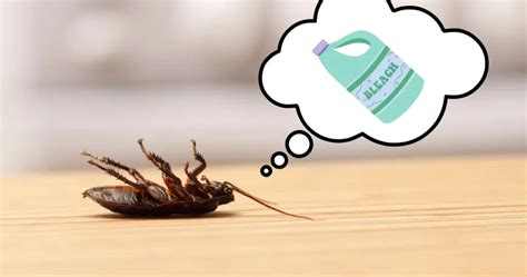Does Bleach Kill Cockroaches Find Out Now Pest Reaction