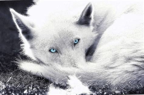 Black Wolves With Blue Eyes Wallpapers Wolf Wallpaperspro