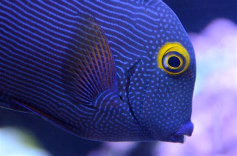 Underwater Tropical Fish Photography Insanity Follows