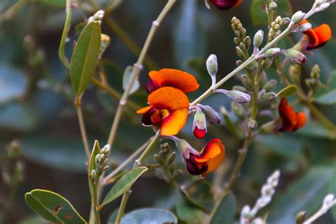 Australian Native Flowers A Guide To Australian Flowers Better Homes