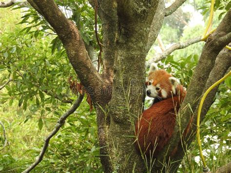 Red Panda Red Panda In Tree Looking At Camera Stock Photo Image Of