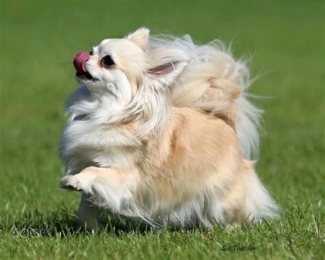 65 How To Groom A Long Haired Chihuahua At Home Pic Bleumoonproductions