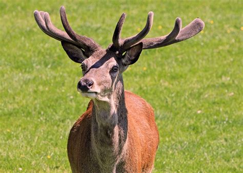Free Photo Deer Red Deer Stag Hart Buck Free Image On Pixabay