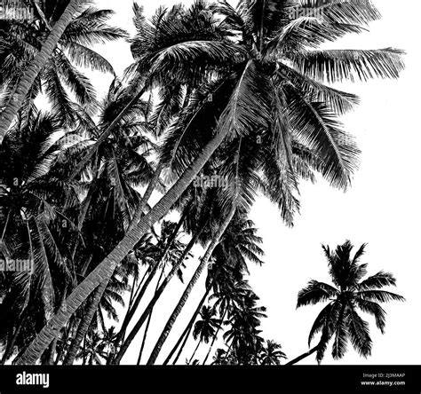 Tropical Coconut Palm Trees Isolated On White Background Black And