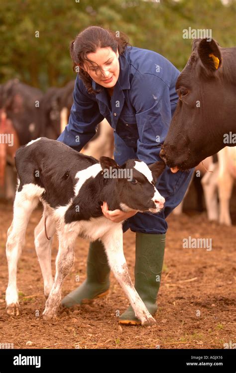 A Female Farmer With A Newborn Calf On A Dairy Farm In Gloucestershire