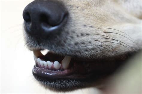 What Causes Swollen Gums In Dogs