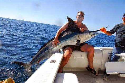 Marlin Fishes World Hd Images Free Photos