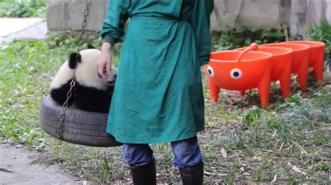 Panda Cub And Nanny The Best Friends Youtube