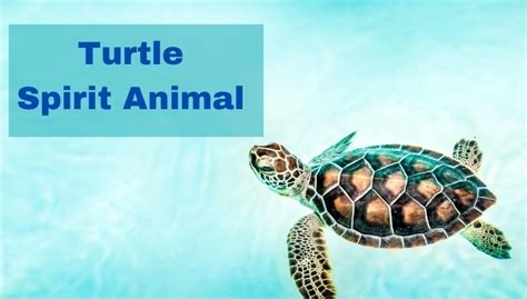 Turtle Spirit Animal Meaning And Turtle Totem Cool Astro