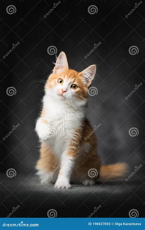 Cute Fluffy Ginger Kitten Sits On A Gray Background And Waving Its Paw
