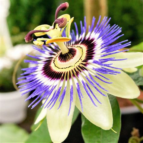 Passion Flower Blue Bouquet Easy To Grow Bulbs