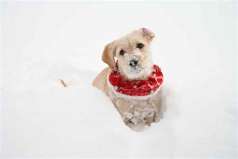 49 Puppies In Snow Wallpaper