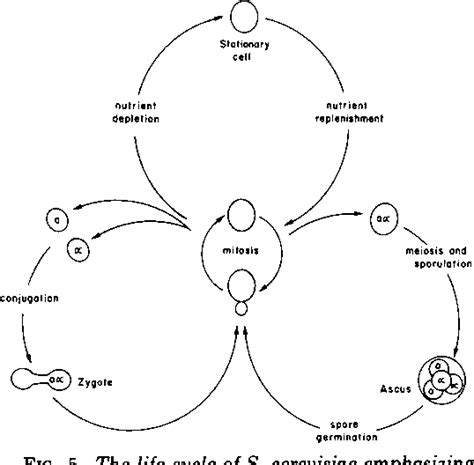 Saccharomyces Life Cycle