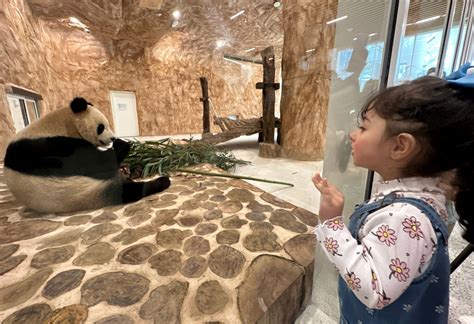 Two Giant Pandas First In The Region Arrive At Panda House In Qatar