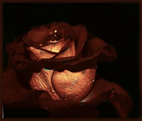 Blood Red Rose Photograph By Irma Backelant Galleries Fine Art America