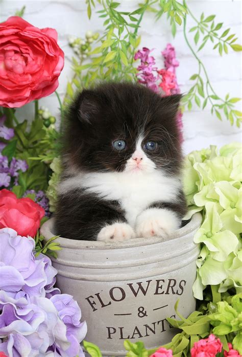 Rare Female Black And White Tuxedo Persian Kitten For