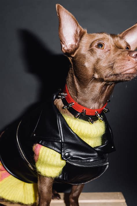 The 10 Best Dog Clothing And Accessory Brands Hypebae