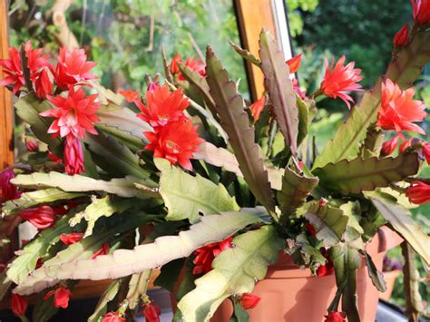 How To Care For Orchid Cactus Epiphyllum Plant Index